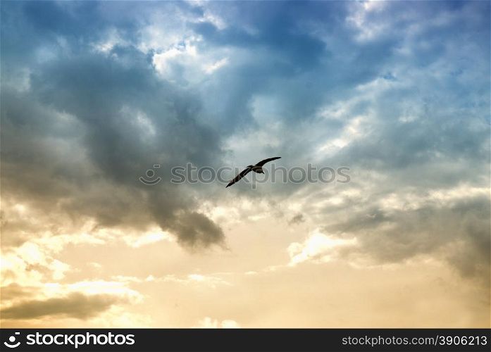 bird and dramatic clouds