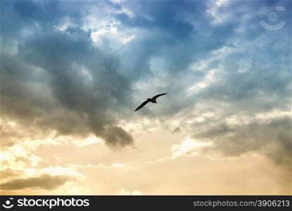 bird and dramatic clouds