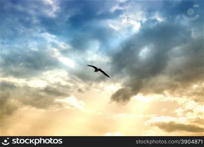 bird and dramatic clouds with sun beams
