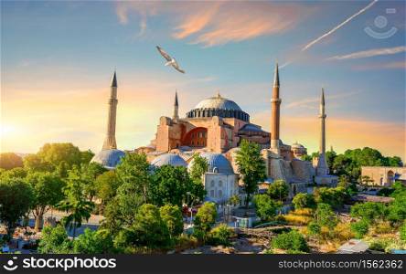Bird and Hagia Sophia at sunset in Istanbul