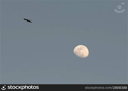 Bird and moon in the sky, Sayulita, Nayarit, Mexico