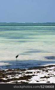 bird and seaweed in the blue lagoon relax of zanzibar africa