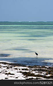 bird and seaweed in the blue lagoon relax of zanzibar africa