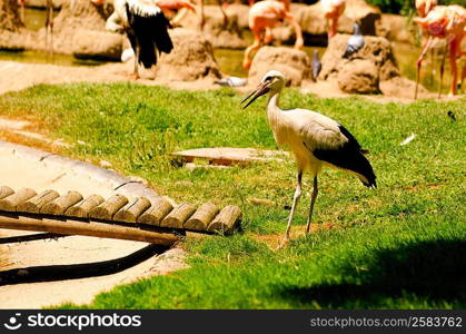 bird at Madrid zoo, Spain