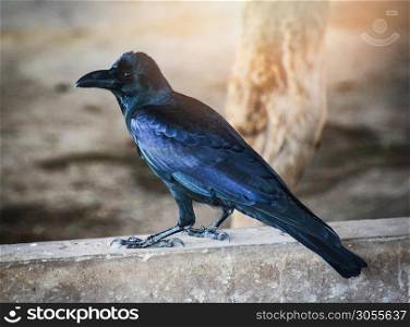 Bird black Carrion Crow standing on floor / Corvus corone