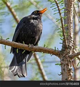 bird blackbird ornithology species