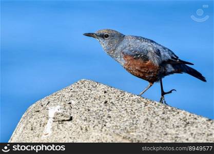 bird blue rock thrush blue bird