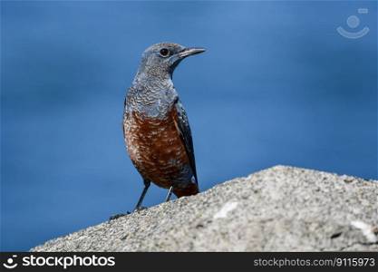 bird blue rock thrush ornithology