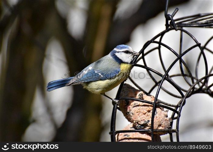 bird blue tit ornithology tit