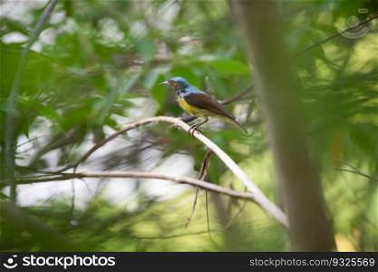 Bird  Brown-throated sunbird, Plain-throated sunbird  male has iridescent green and purple upperparts with chestnut on wing-coverts and scapulars primarily yellow perched on tree in the nature wild. Bird  Brown-throated sunbird  in nature wild