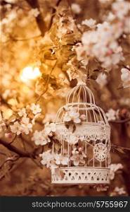 Bird cage on the apple blossom tree in evening glow. bird cage - romantic decor