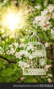 Bird cage on the apple blossom tree in sunset. c