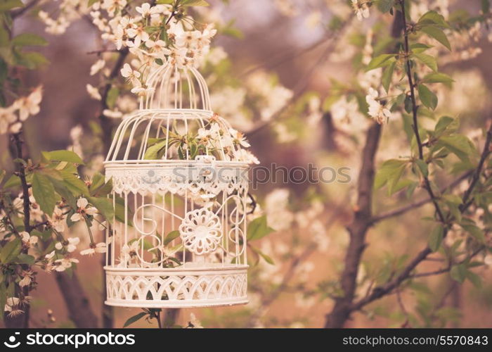 Bird cage on the cherry blossom tree in sunset. Vintage toned