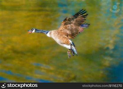 bird canada goose ornithology