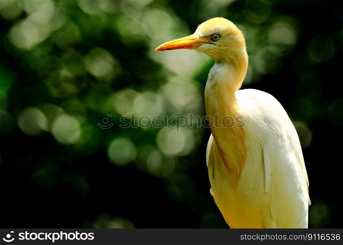 bird cattle egret ornithology