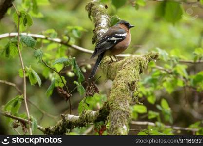 bird chaffinch male woodland wales