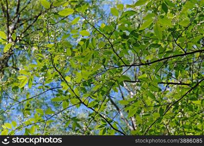 Bird cherry blossoms with fresh foliage in May against the blue sky