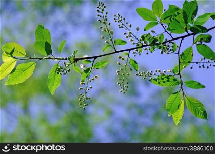 Bird cherry blossoms with fresh foliage in May against the blue sky