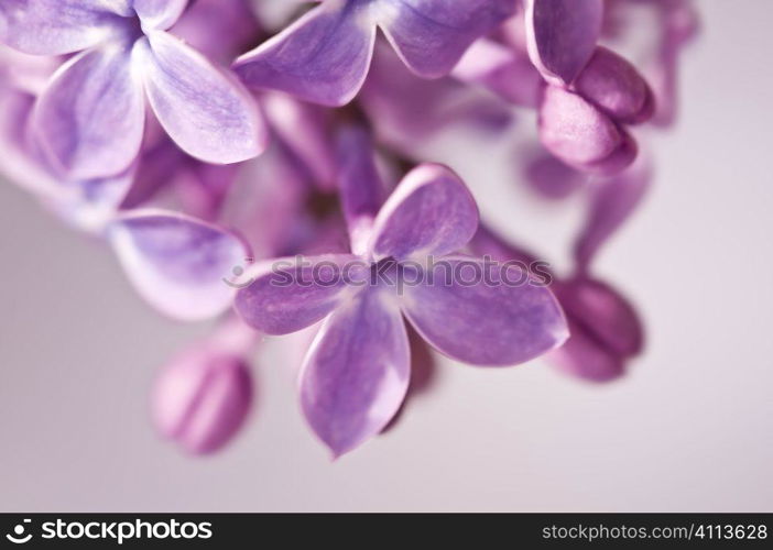 Bird Cherry flowers