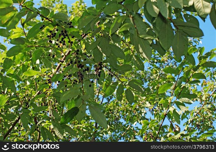 Bird cherry ripe berries on branches