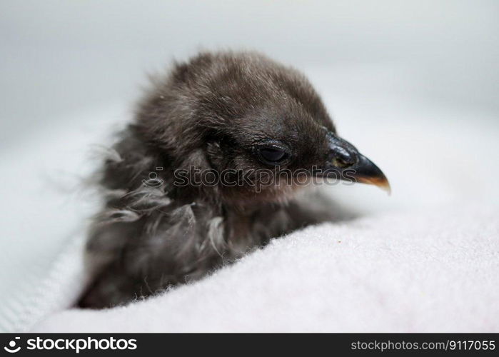 bird chick baby beak ornithology