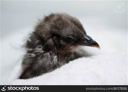 bird chick baby beak ornithology