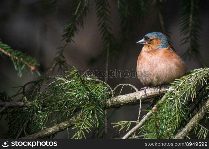 bird common chaffinch chaffinch