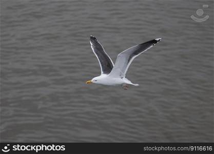 bird common gull ornithology