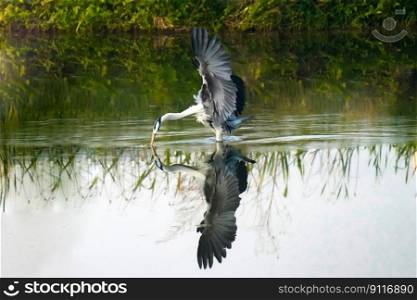 bird common heron wing horn dawn