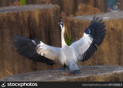 bird common heron wings horn dawn