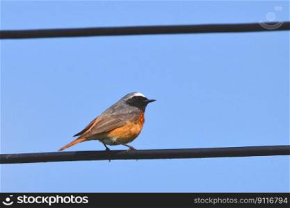 bird common redstart ornithology