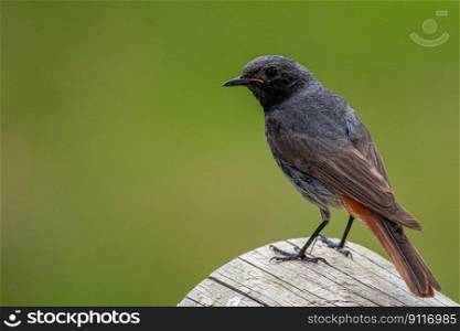 bird common redstart songbird
