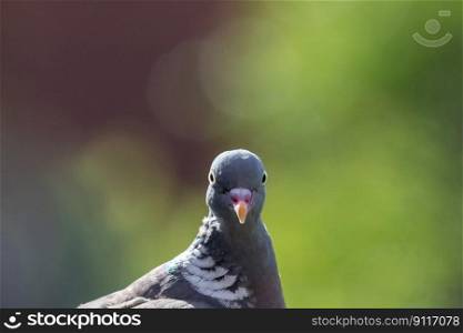 bird dove beak feathers plumage