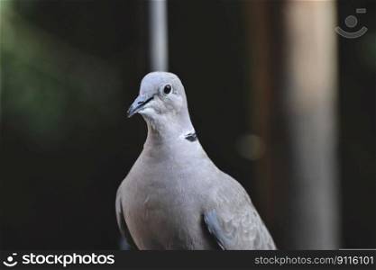 bird dove collared animal foraging