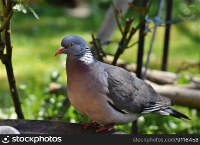 bird dove wood pigeon ornithology