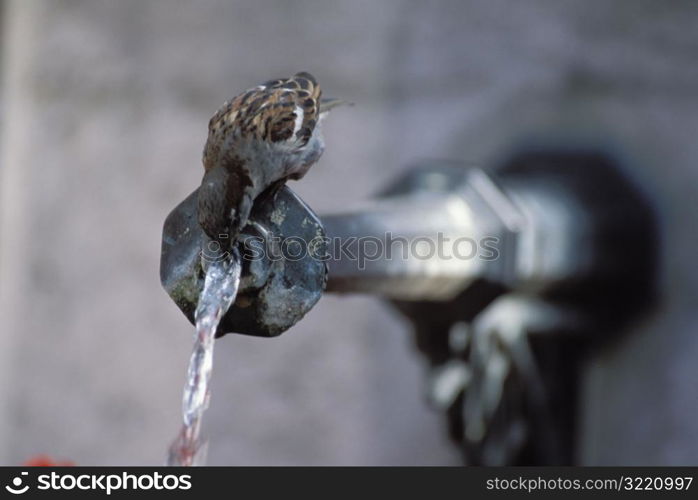 Bird Drinking from Waterspout