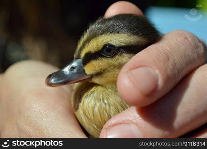 bird duckling ornithology species