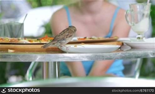 Bird eating pizza from plate in fast food restaurant outdoors