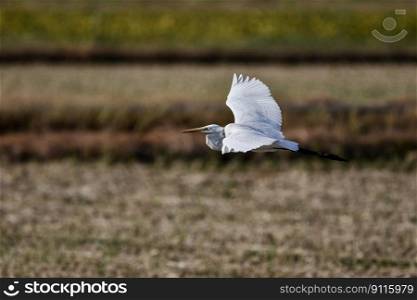 bird egret flying wings