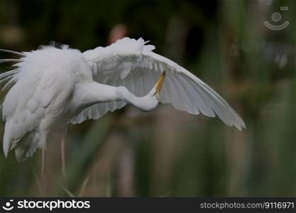 bird egret ornithology animal