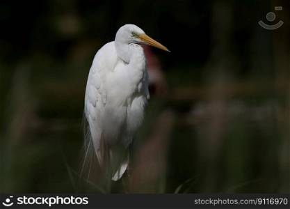 bird egret ornithology species