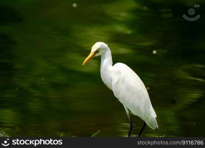 bird egret river lake ornithology