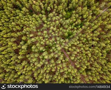 Bird eye&rsquo;s top view from flying drone above landscape green forest area with crossed dirt roads in a summer day.. Aerial top view above forest area.