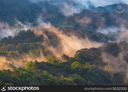 Bird eyes view on tropical forest Thailand