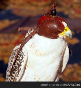 bird falcon with falconry blind hood in brown leather
