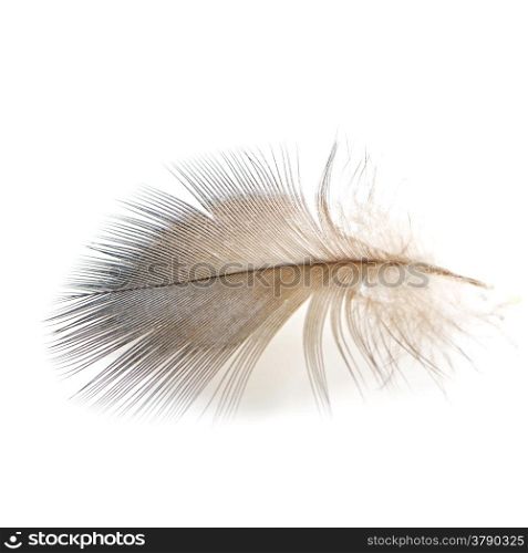 Bird feather, isolated on a white background