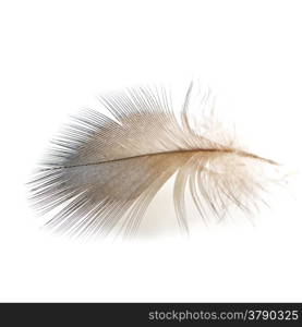 Bird feather, isolated on a white background