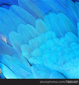 Bird feathers, Blue and Gold Macaw feathers, texture background abstract