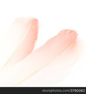 Bird feathers, isolated on a white background