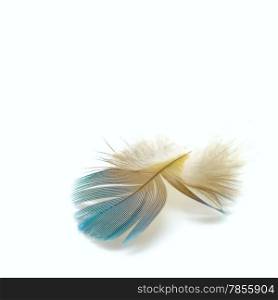 Bird feathers, isolated on a white background